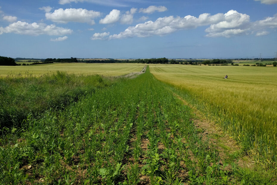 Whitburgh beetle bank
